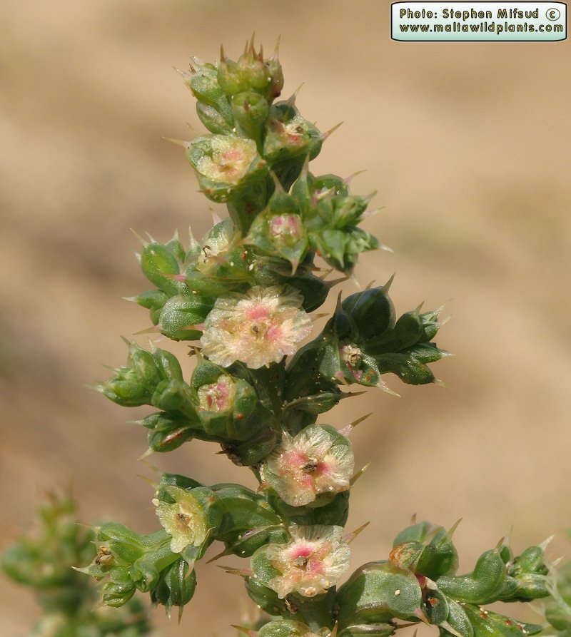 معرفی و راهنمای پرورش گیاهان دارویی - علف شور